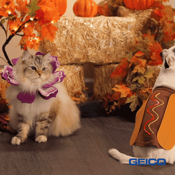 A dog in a hot dog costume and cat in a flower costume pose by fall decor