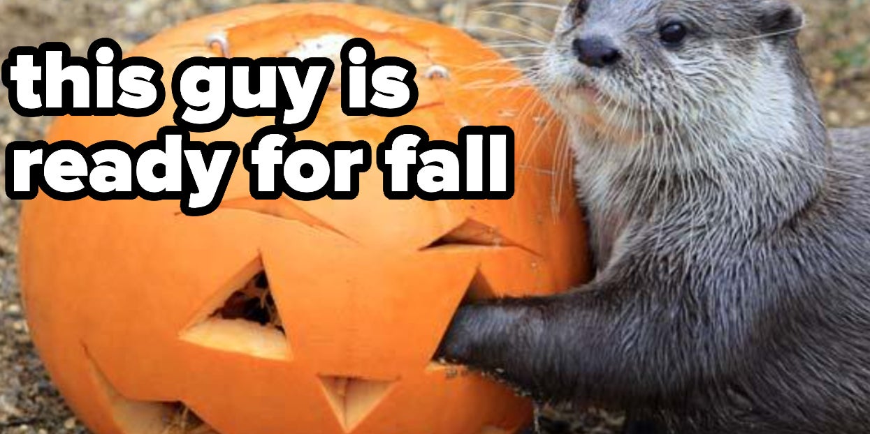 25 Festive Tweets From People That Are Ready For Fall - Vimarsana News