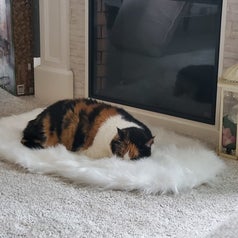 the white faux fur blanket on the ground in front of a fireplace with reviewer's cat napping on it