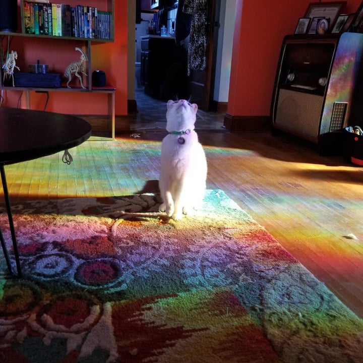 rainbows cast across a reviewer's living room (and cat) from light shining through the prismatic window film
