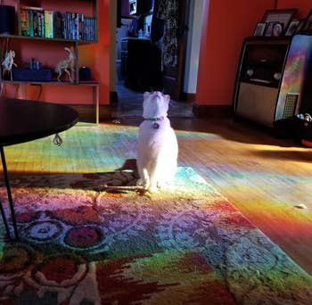 rainbows cast across a reviewer's living room (and cat) from light shining through the prismatic window film