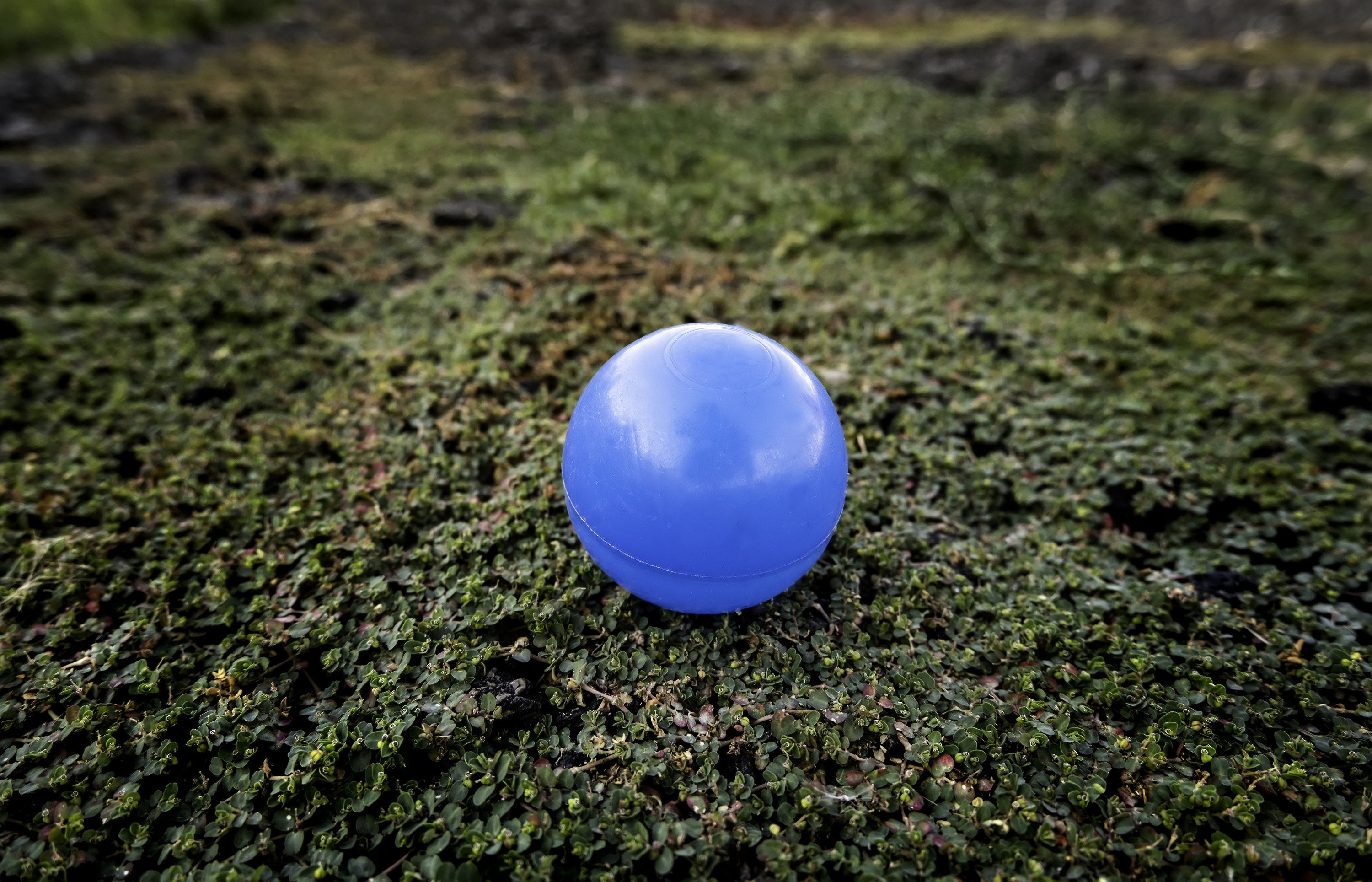 a blue foam ball on grass outside