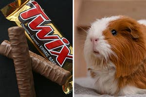 A Twix bar is on the left with a hamster on the right