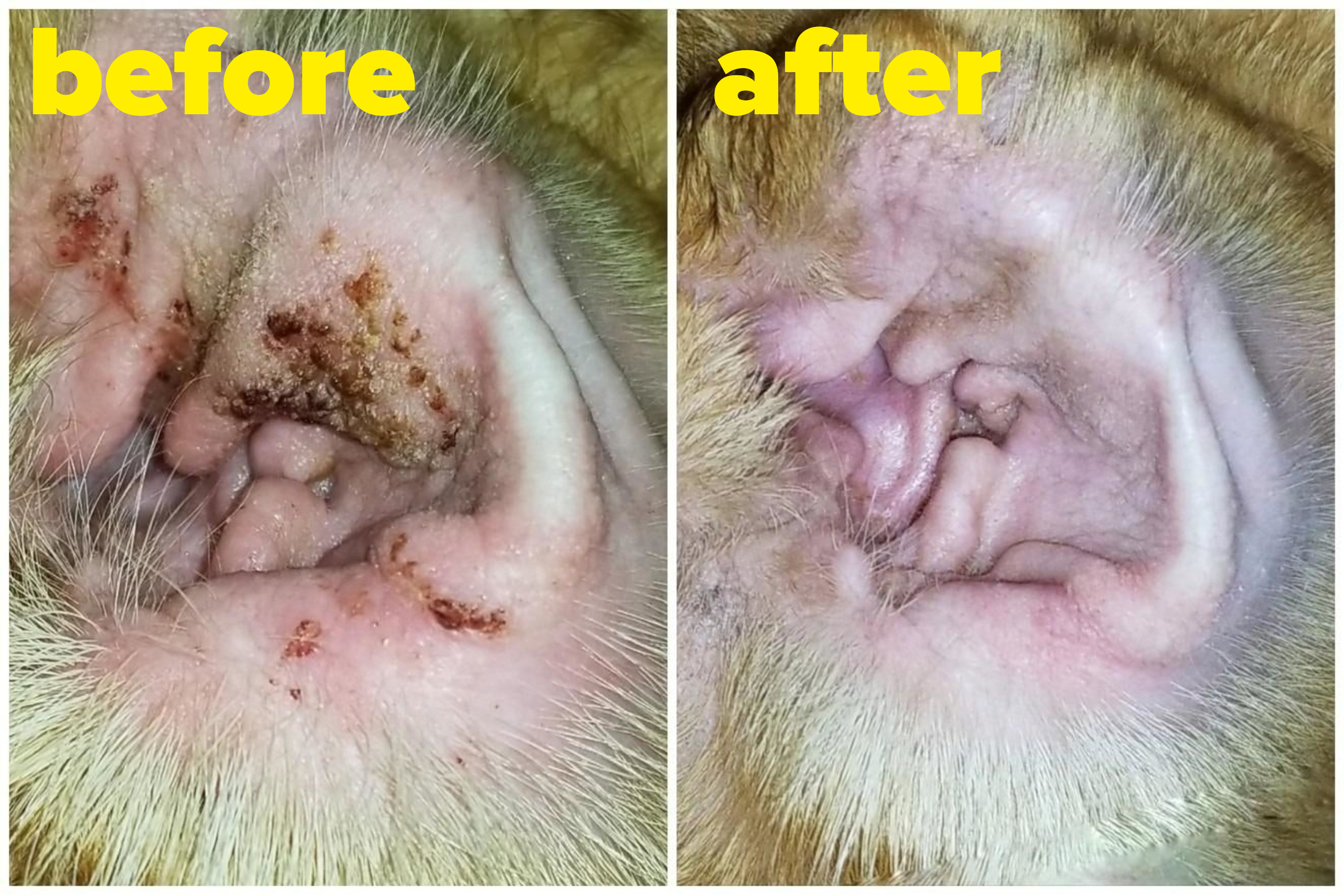 a reviewer photo of their dogs dirty ear before and clean ear after