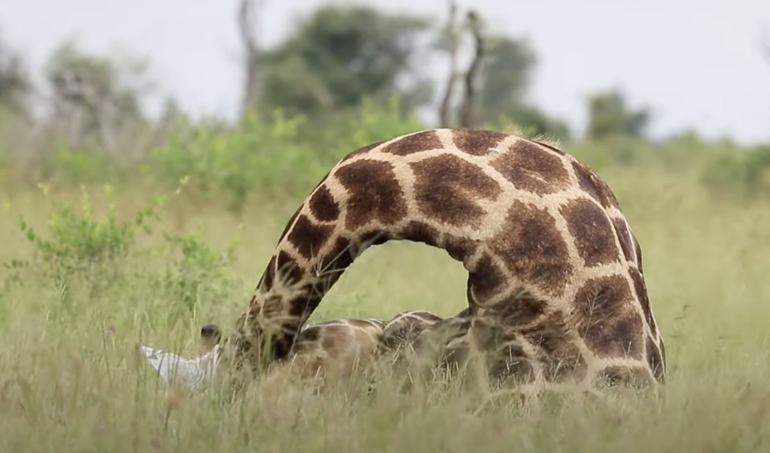 a giraffe laying in a field asleep