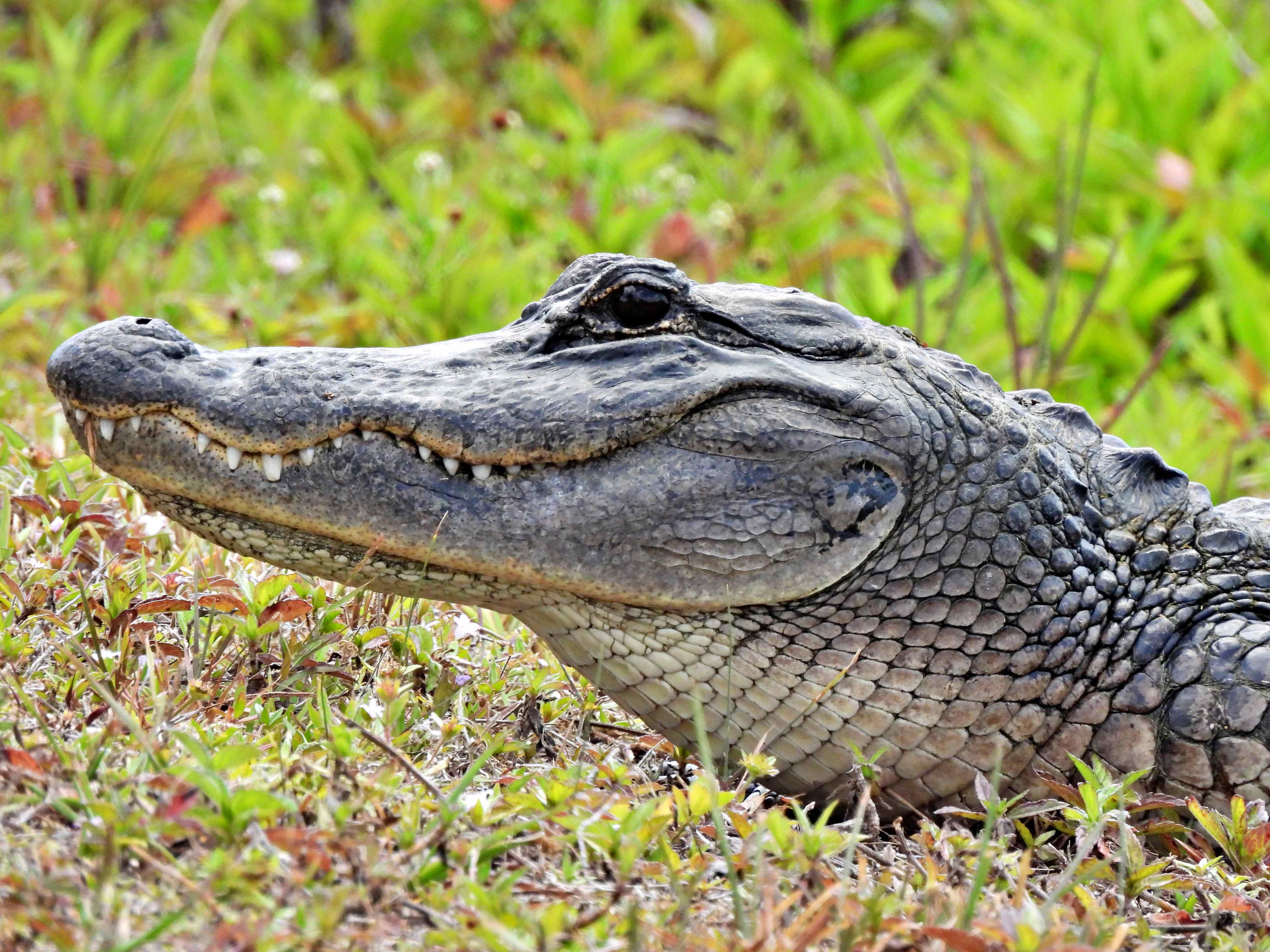 an alligator