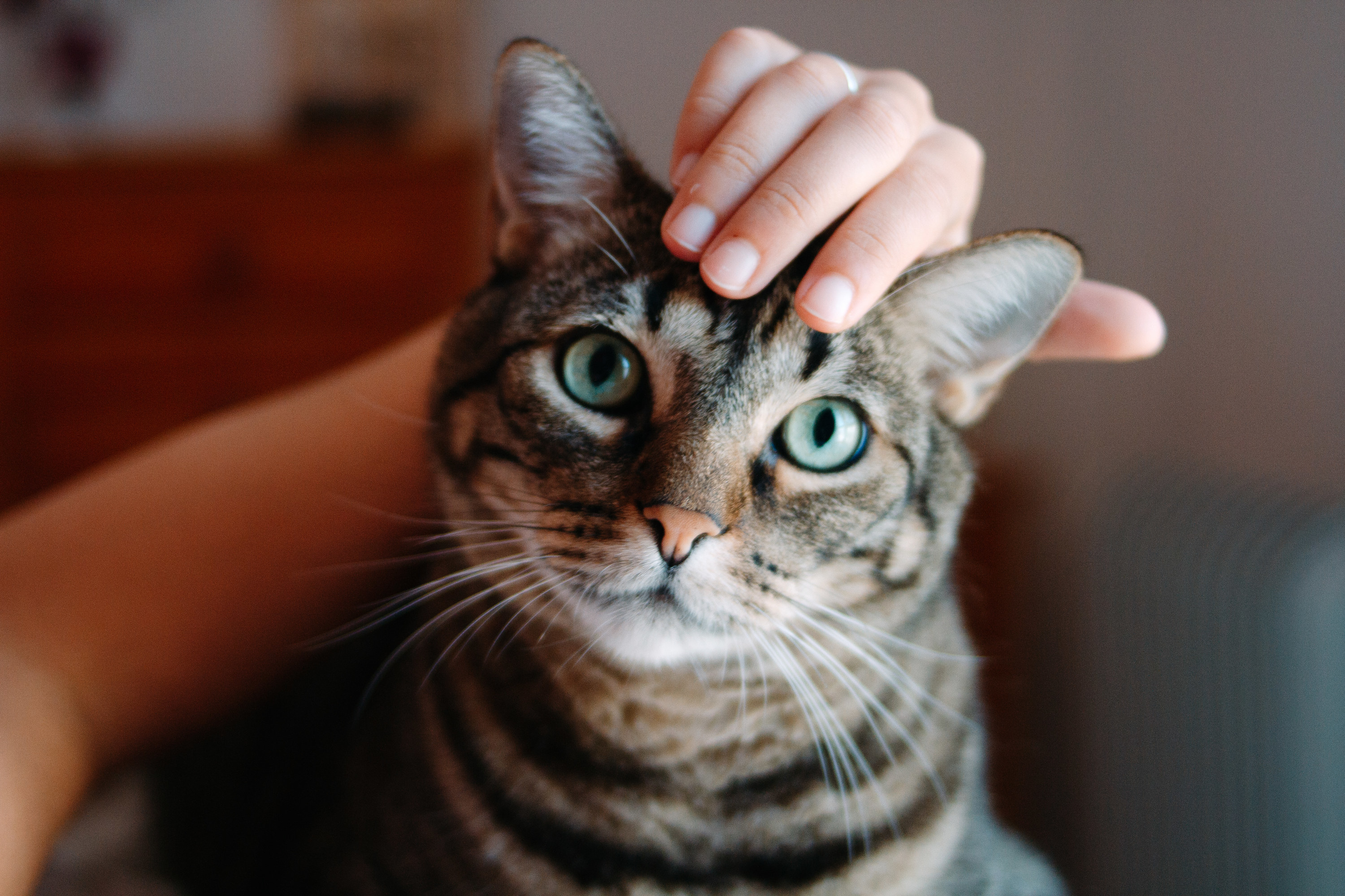 a hand pets a tabby cat
