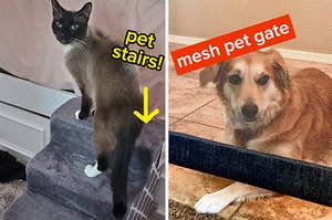 reviewer photo of cat using pet stairs / reviewer photo of dog behind mesh gate