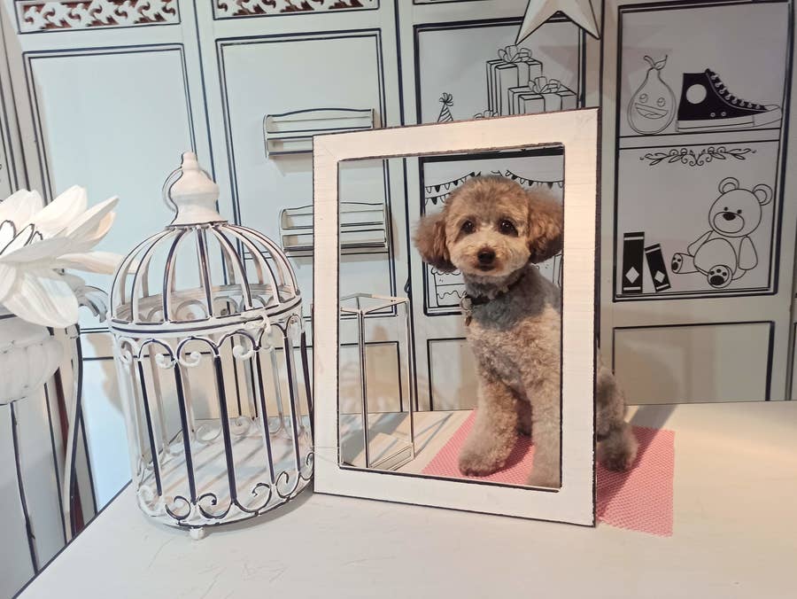 撮影スタジオに添い寝ok ドッグラン併設などペットフレンドリーな宿