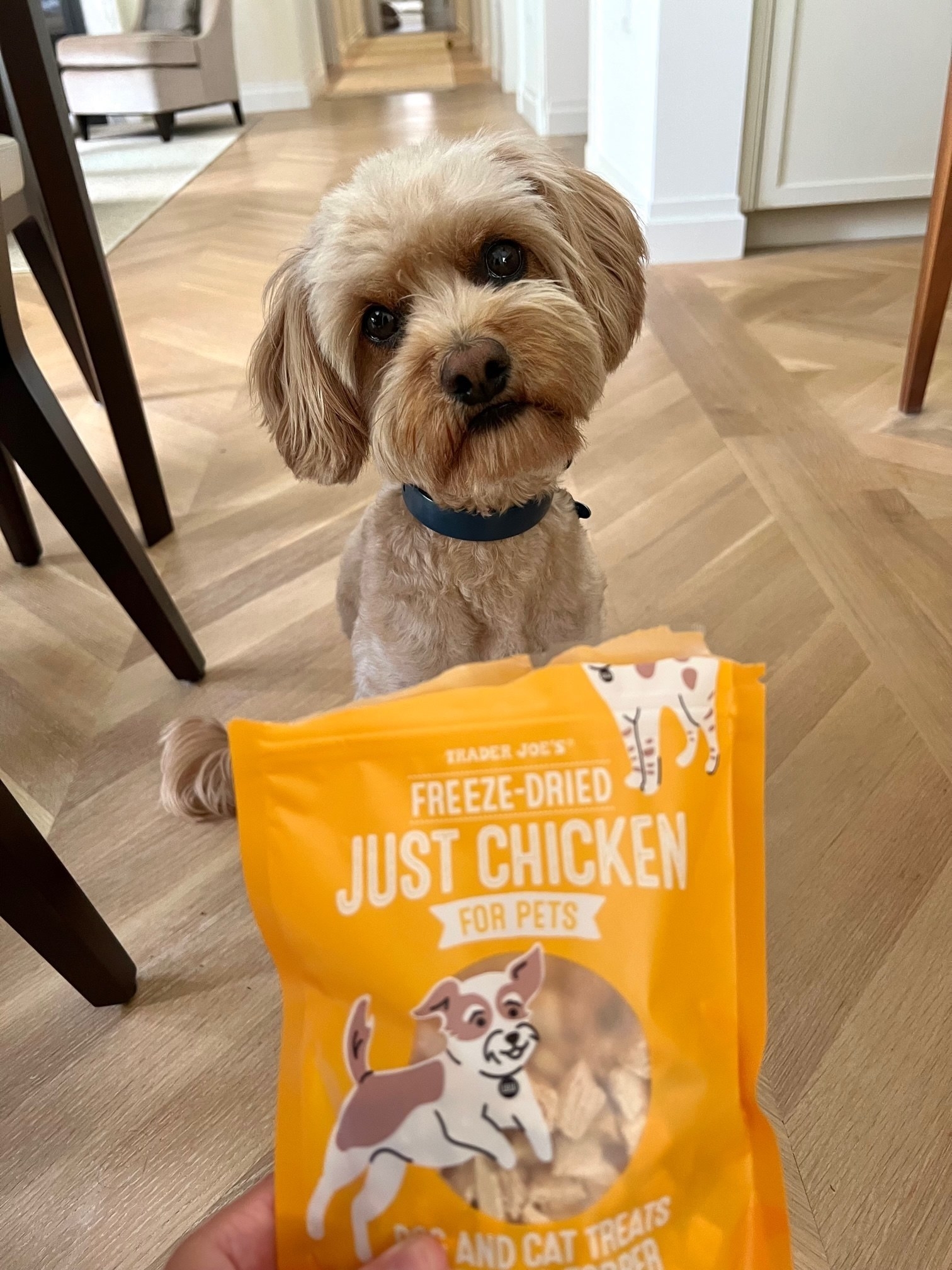 Freeze-Dried Just Chicken for Pets