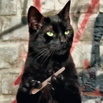 black cat filing their claws