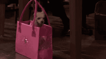 dog jumping out of purse