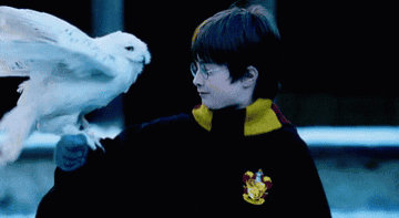 harry potter with hedwig on his arm