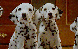 two dalmatian puppies