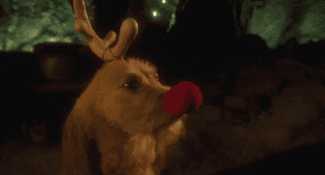 dog taking reindeer nose off face