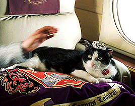 cat with tiara being pet