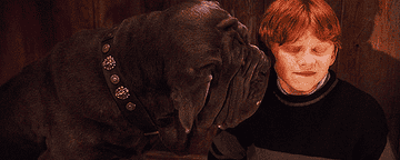 fang from harry potter licking rons ear
