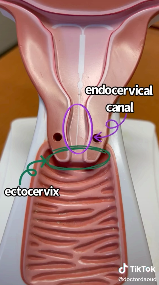 An illustration of the cervix