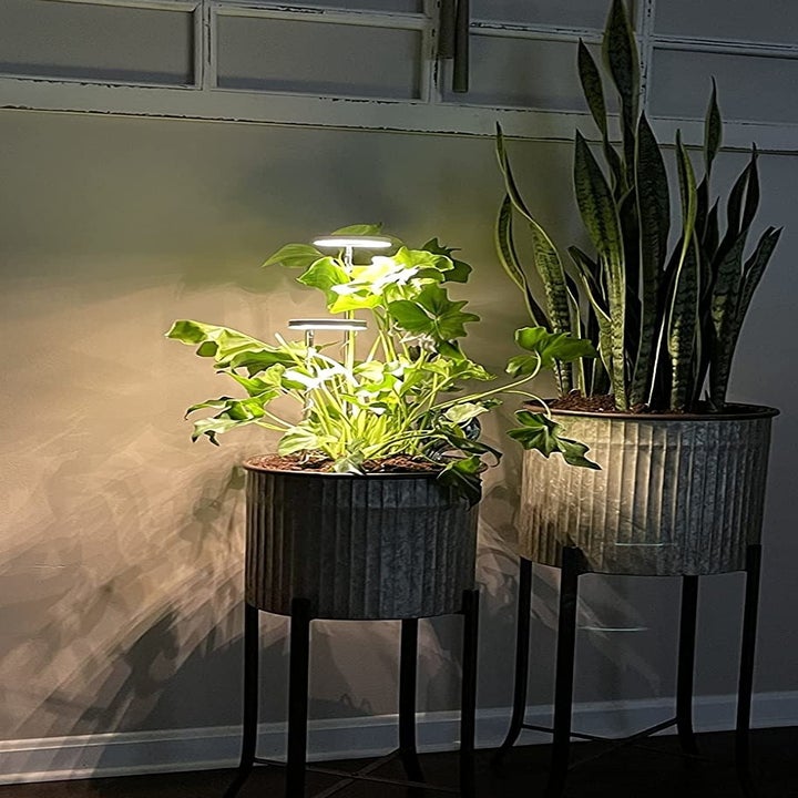 Reviewer's photo of the two planters inside with grow light over one plant