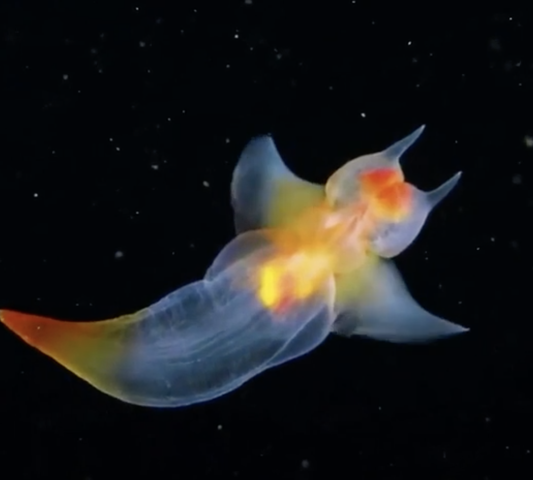 unusual sea animals