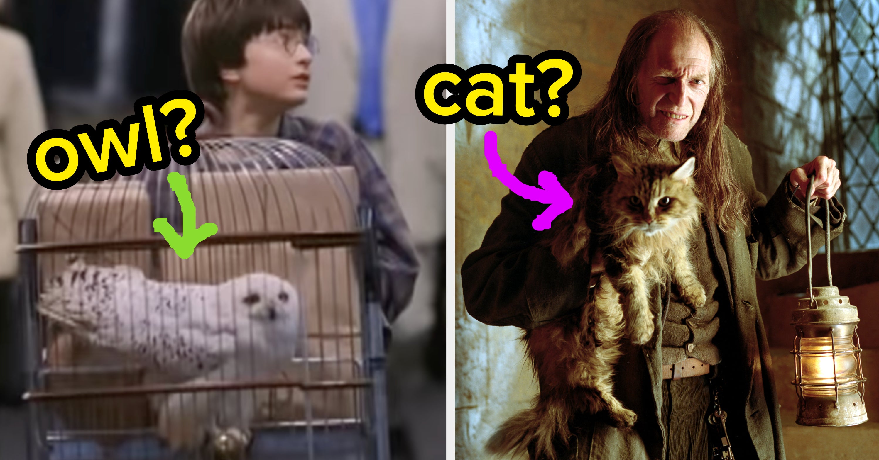 Which Magical Pet Should You Bring With You To Hogwarts