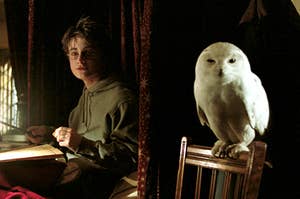 harry and hedwig