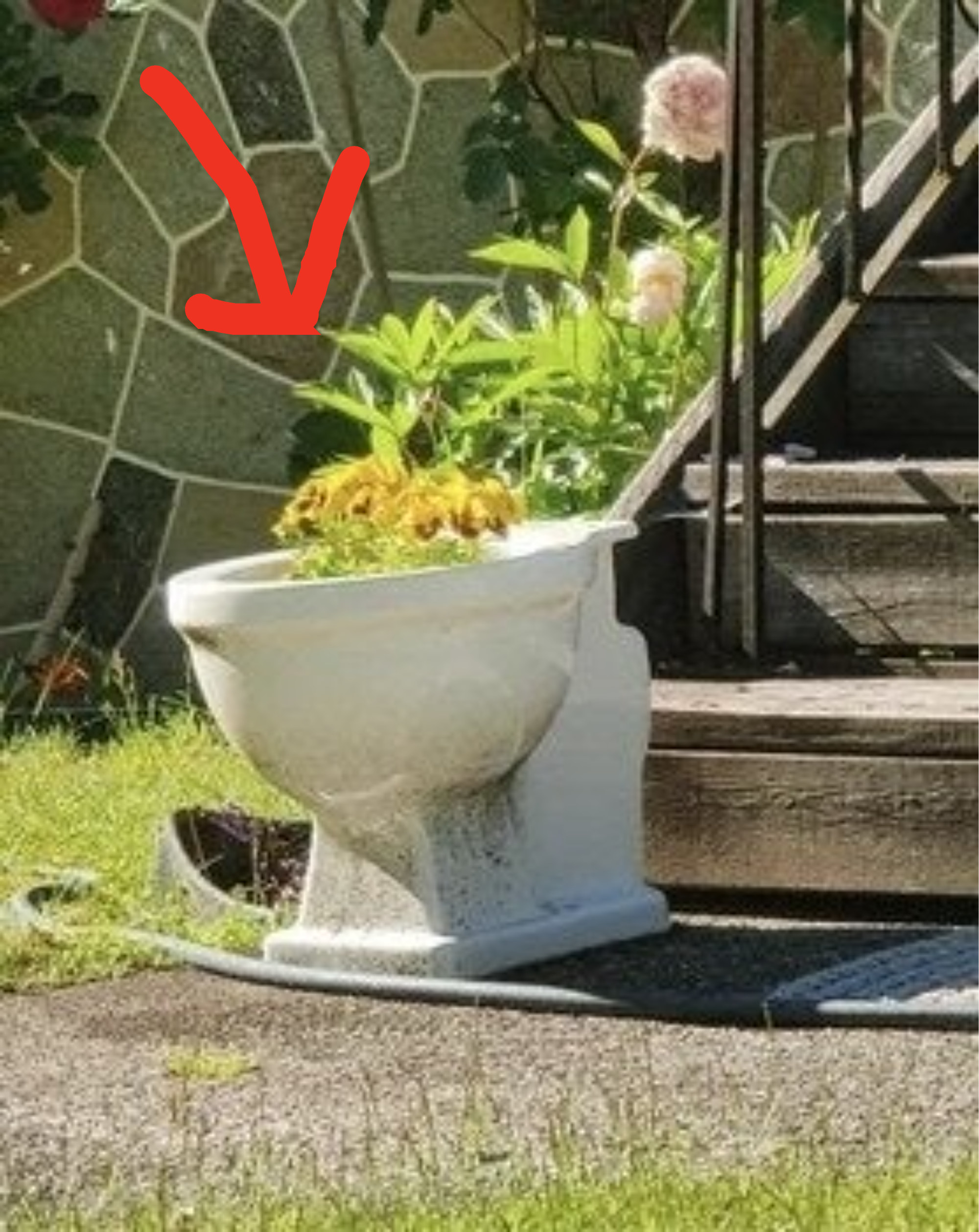 A toilet planter