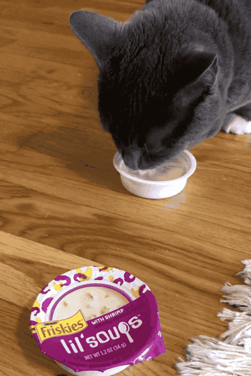 a buzzfeeder&#x27;s cat eating a lil soup