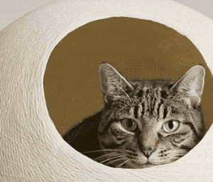 GIF of cat in sphere cat house