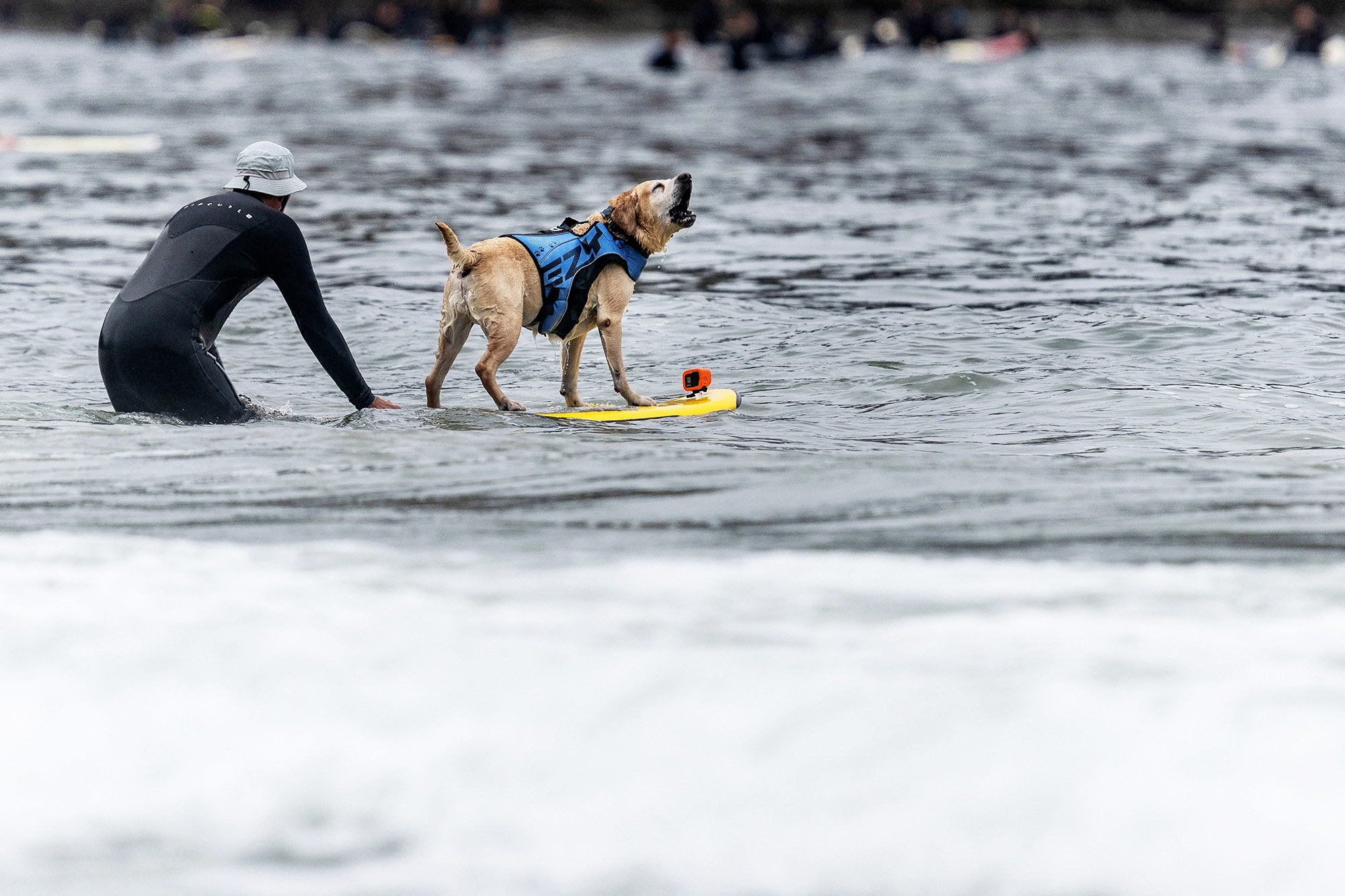 These Photos Show The Adorable And Athletic World Of Dog Surfing