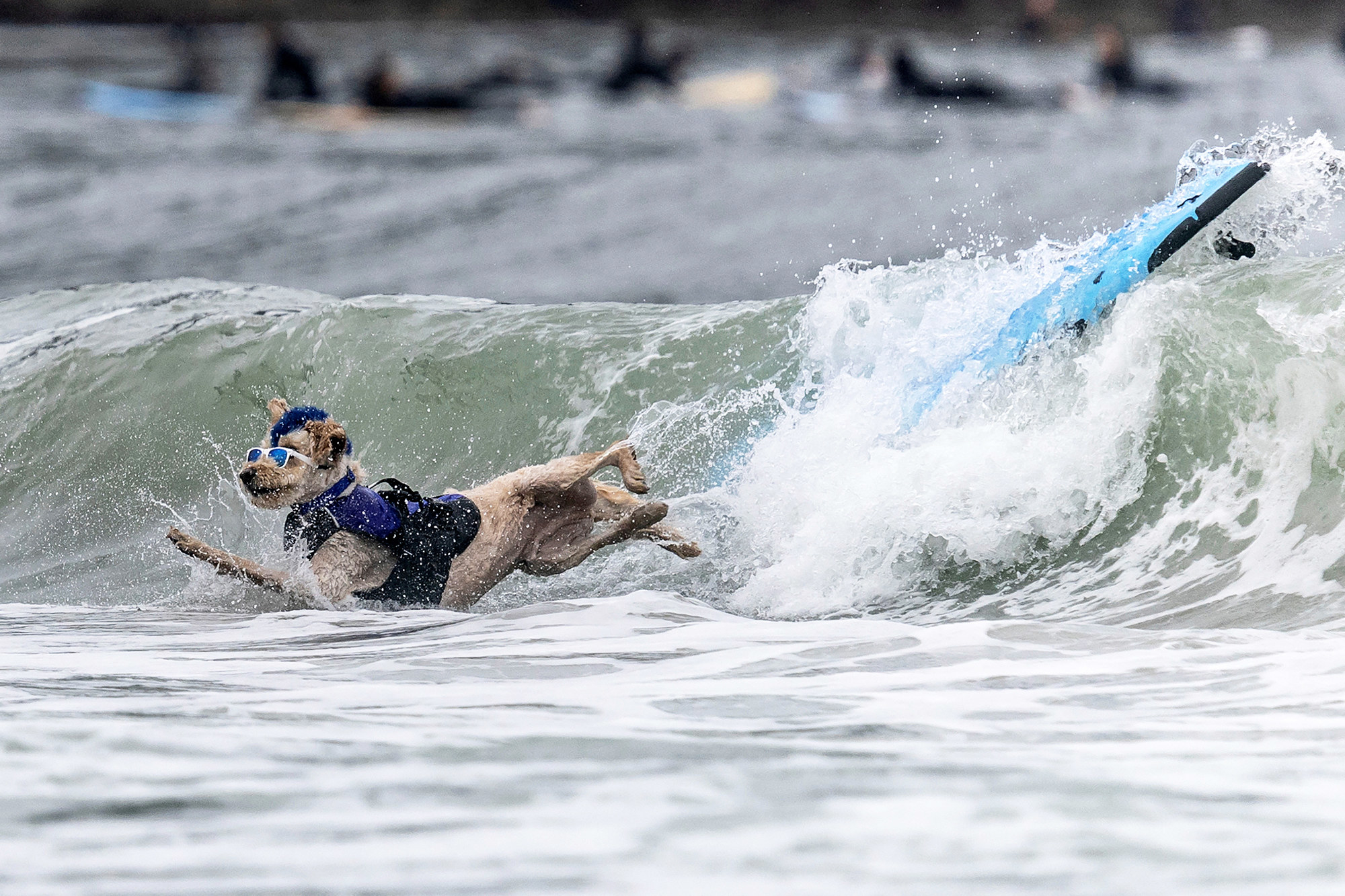 Dog Surfing