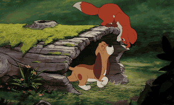 The Fox and the Hound sniff eachother