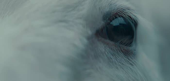 A close-up of a lamb&#x27;s eye in &quot;Lamb&quot;