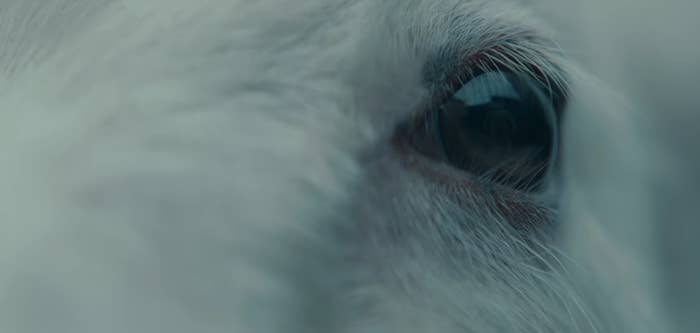 A close-up of a lamb's eye in "Lamb"