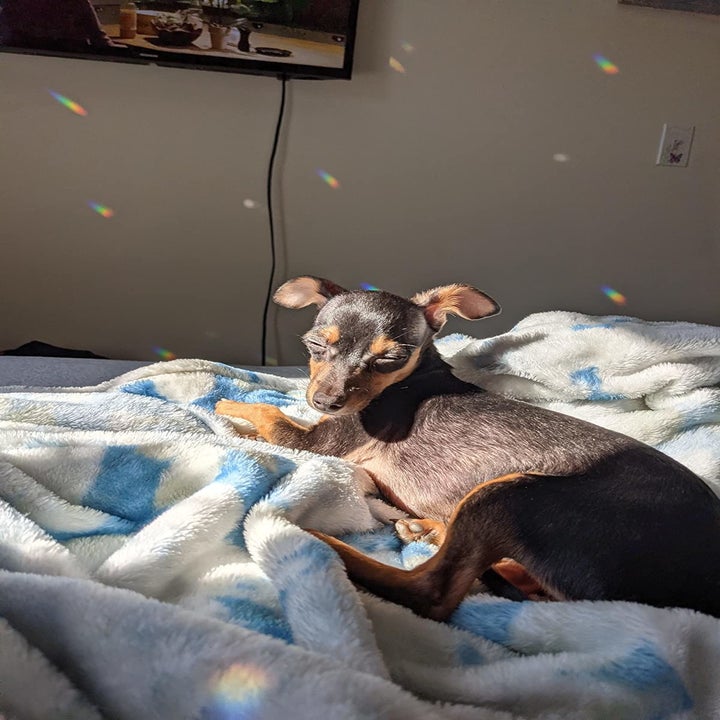 the rainbows created by the suncatchers cast across a bed and a reviewer's dog