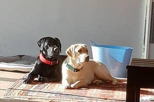 Two labradors at home