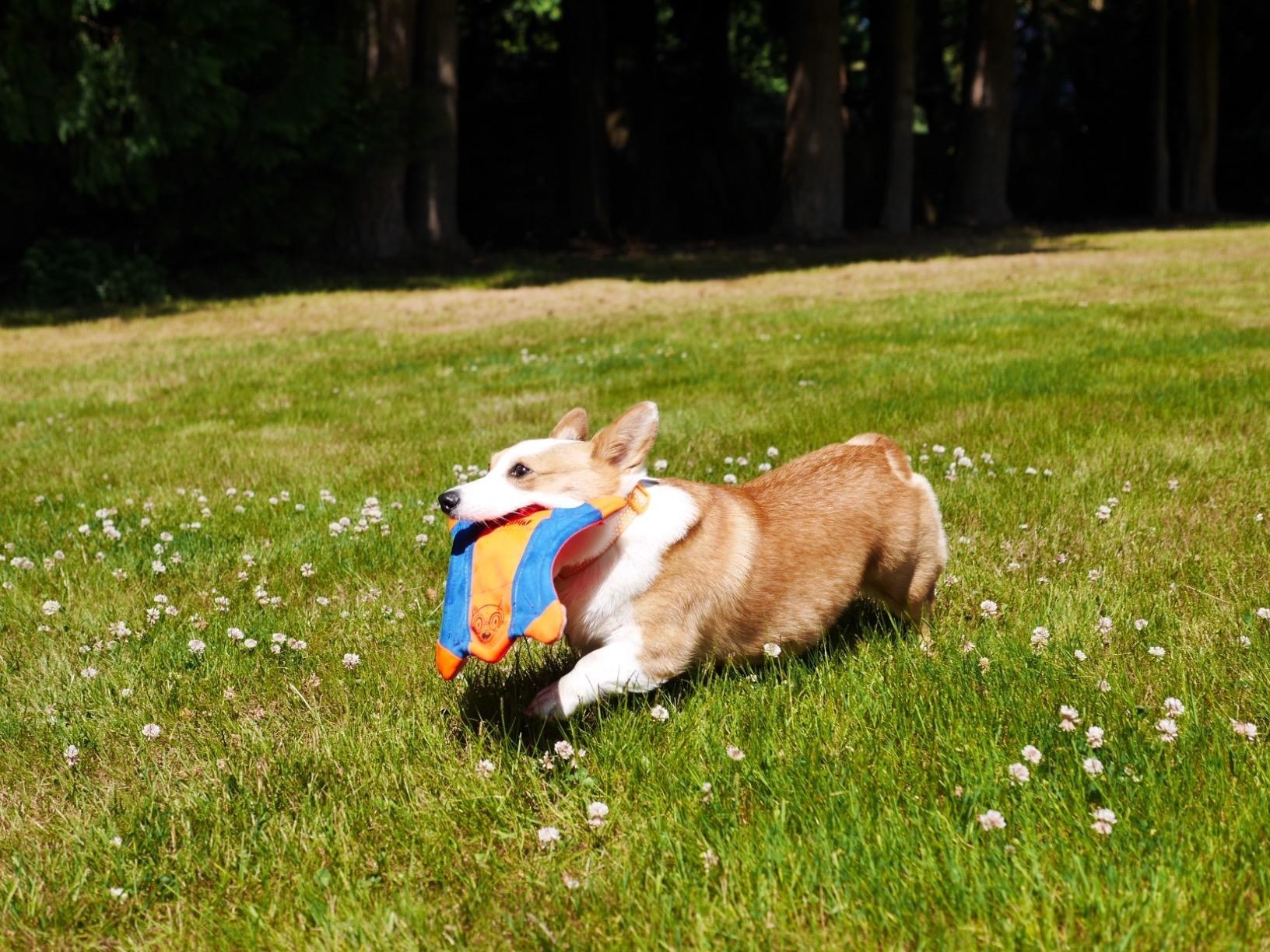Reviewer's corgi running with the toy in mouth