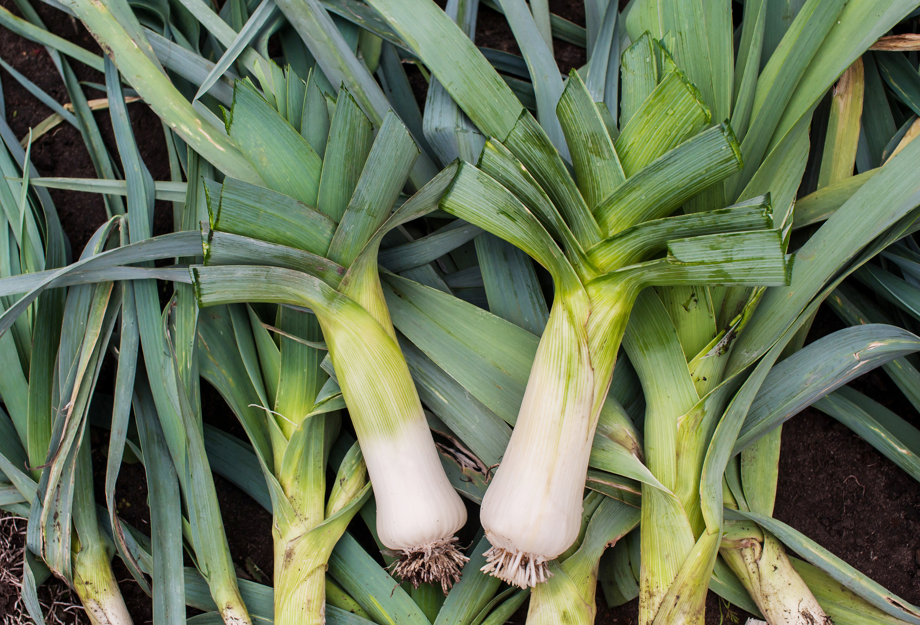 Harvesting leeks. Lots of large ripe leeks are lying on the ground. View from above.
