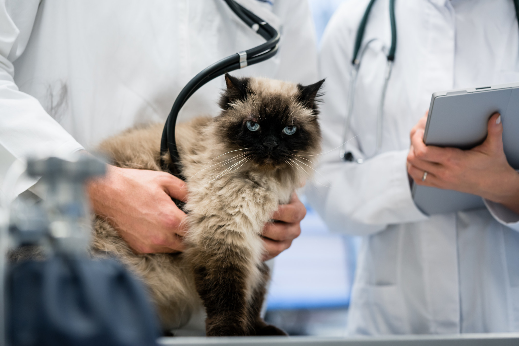 a cat being checked out by vets