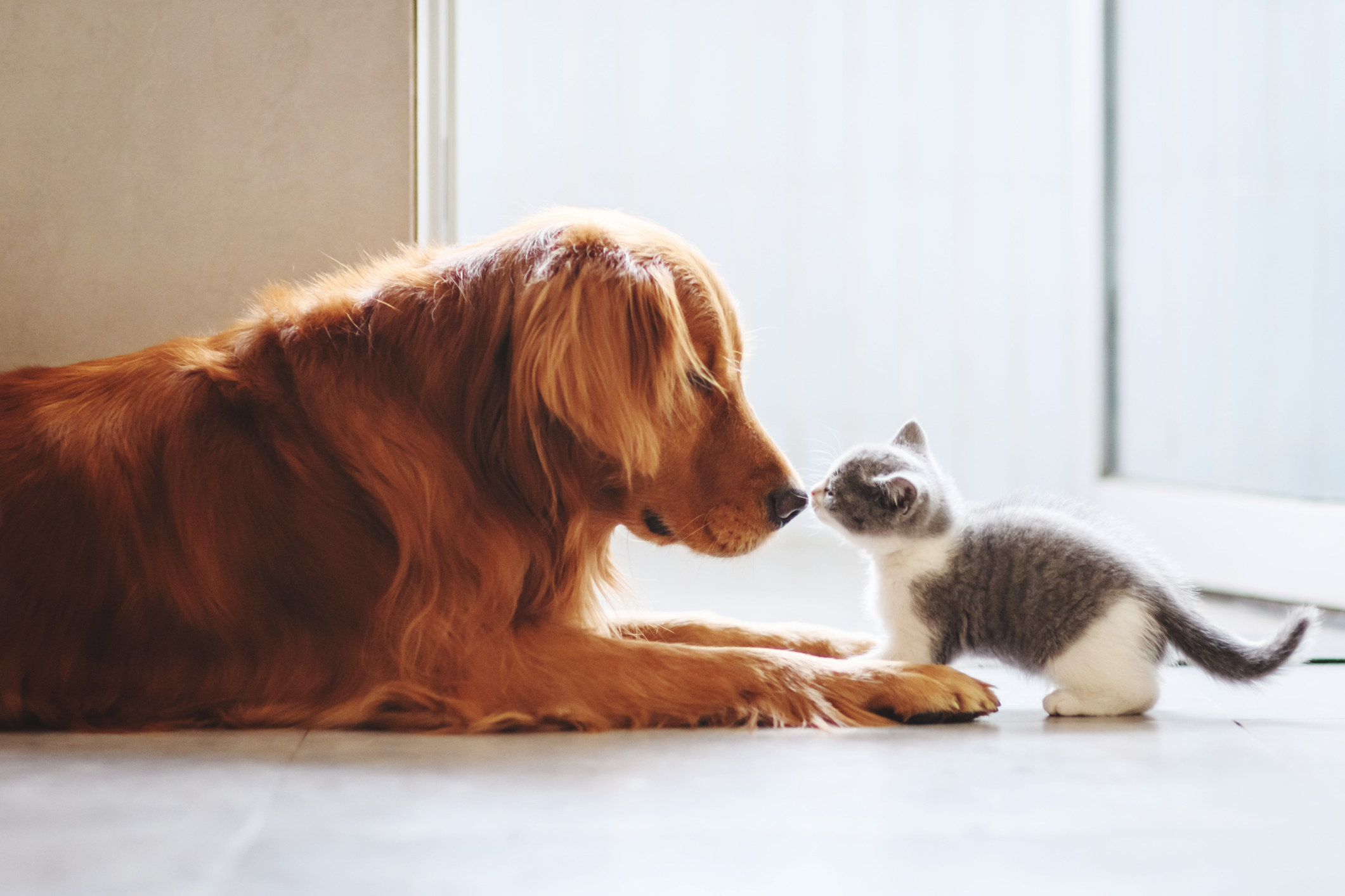 a kitten and a dog touching noses