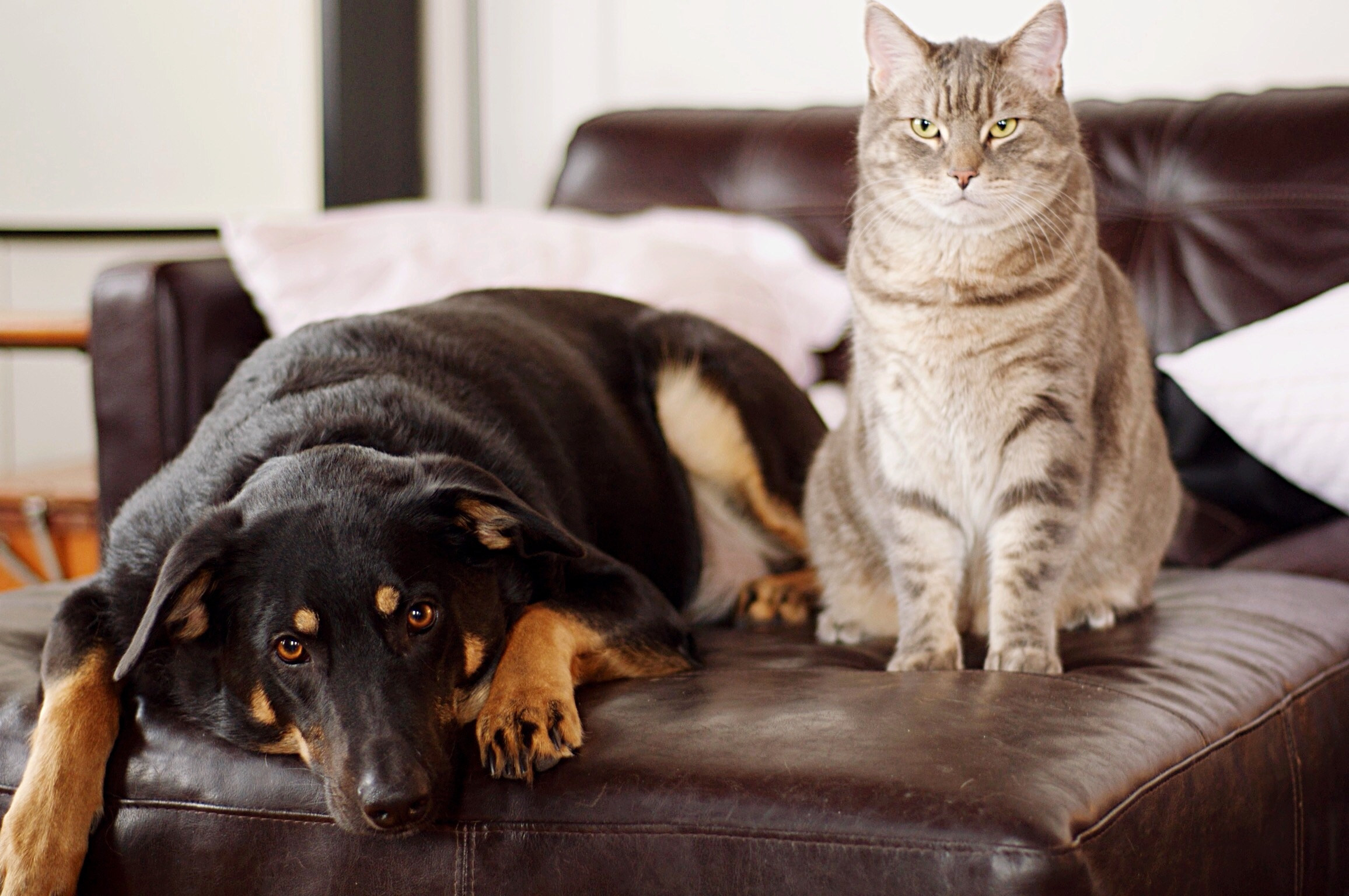 a dog and a cat on a couch