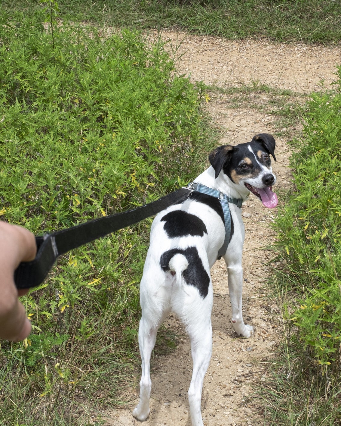 walking dog on leash through trail