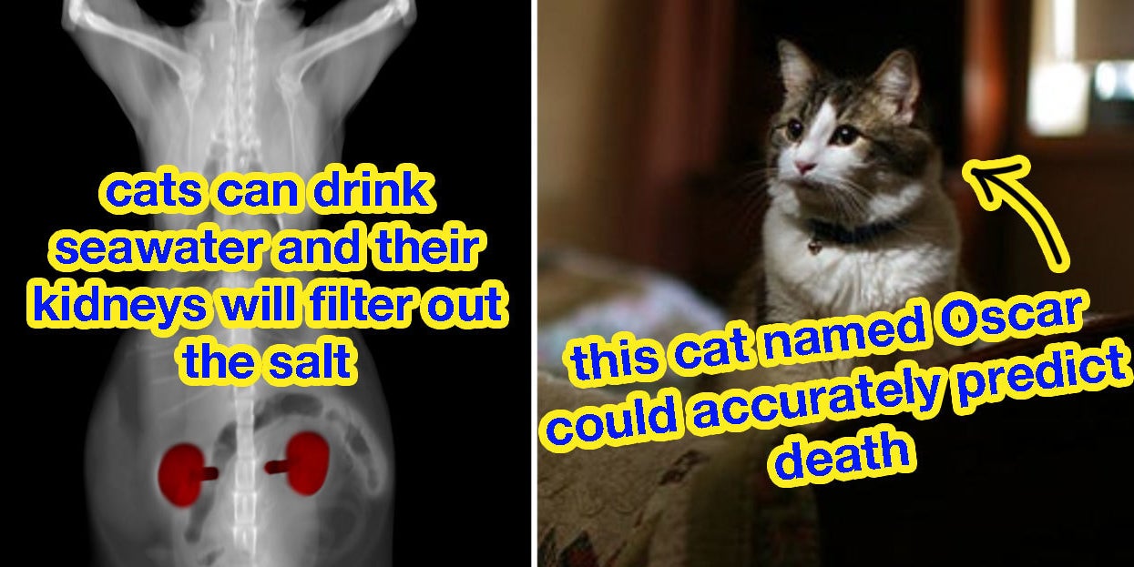 Absolutely Bananas Facts About Cats - Vimarsana News