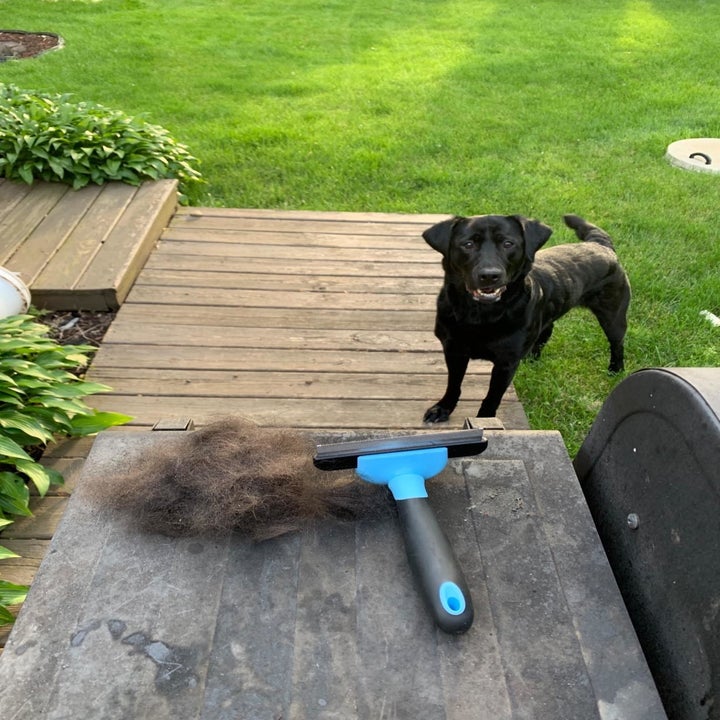 black dog standing next to same grooming brush with large pile of dark fur