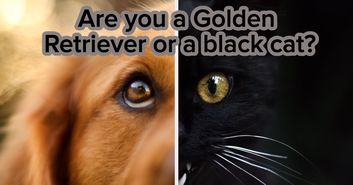 what does black cat and golden retriever mean? 2