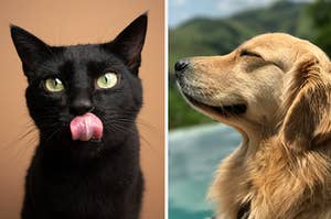 A black cat is on the left with a dog on the right