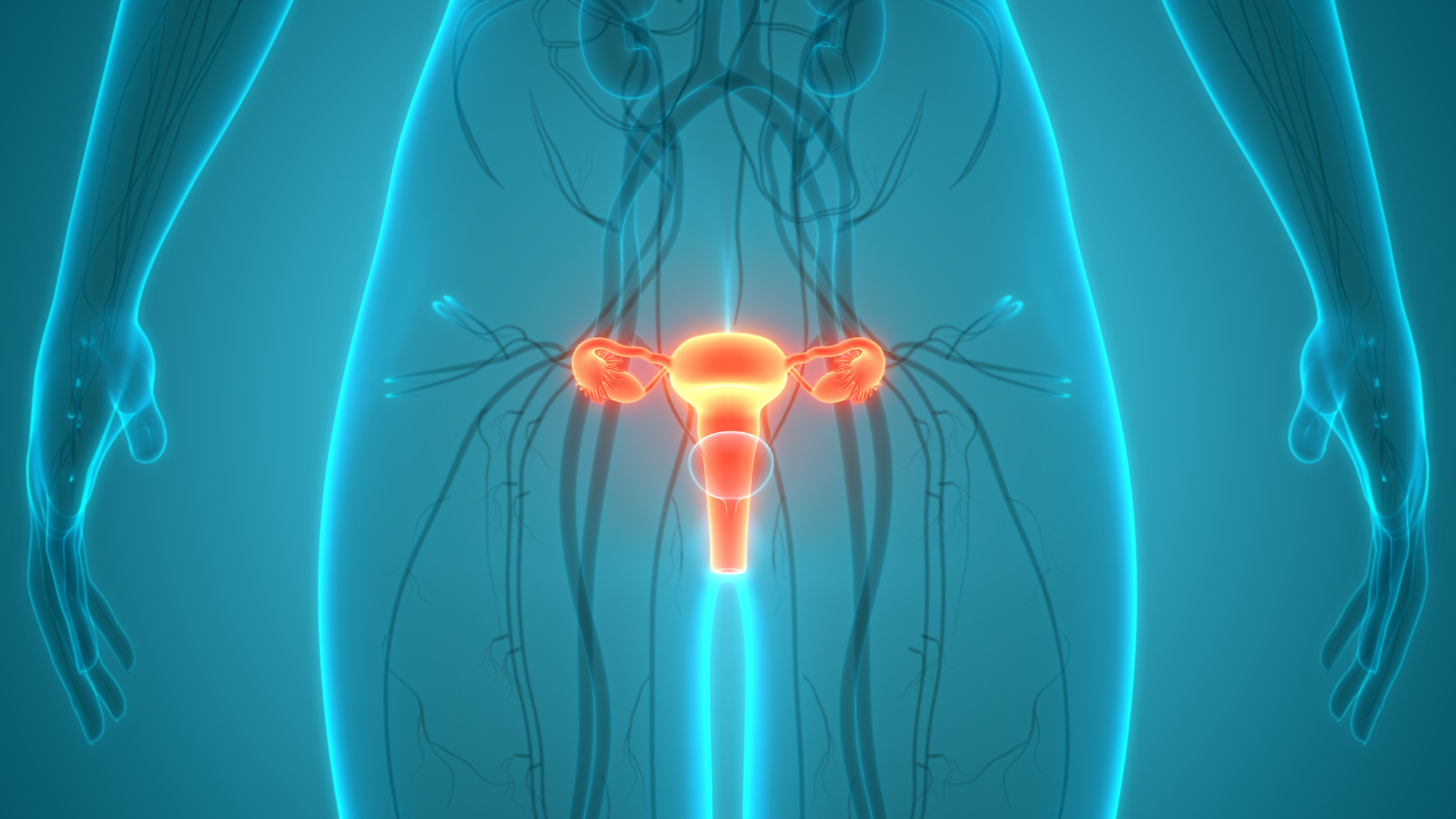 The uterus being seen via X-ray type technology