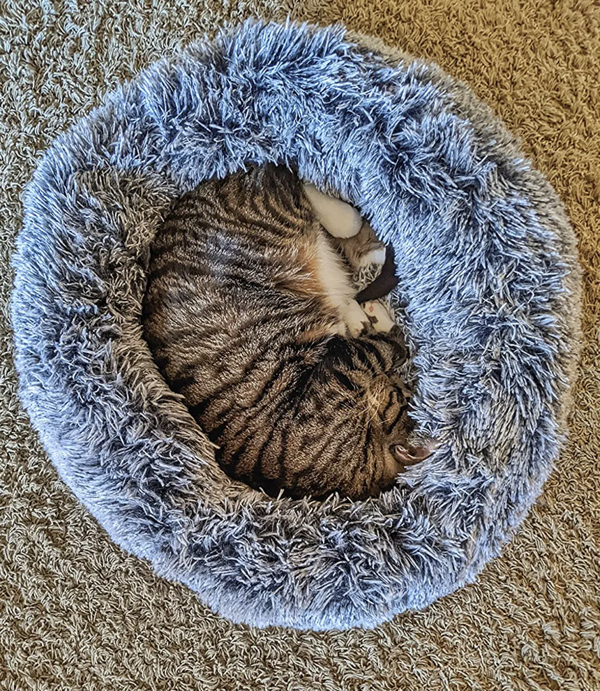 different reviewer's cat in a darker grey bed
