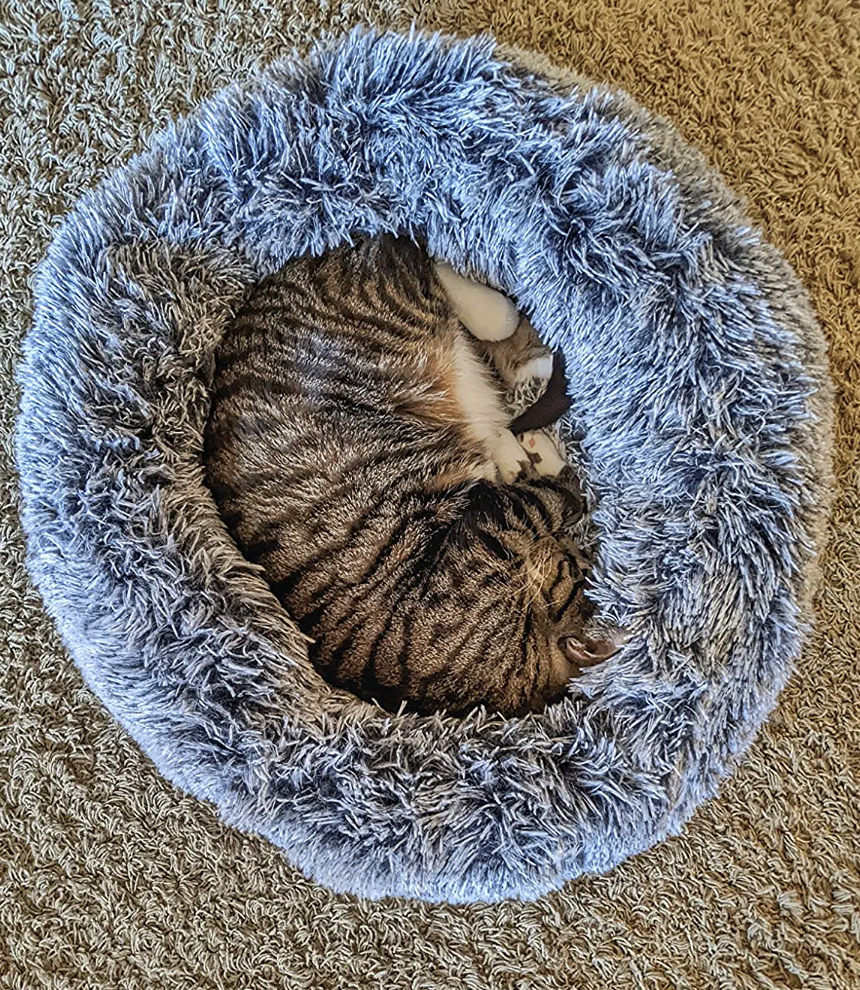 different reviewer&#x27;s cat in a darker grey bed