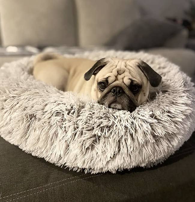 a reviewer's pug in a light grey bed